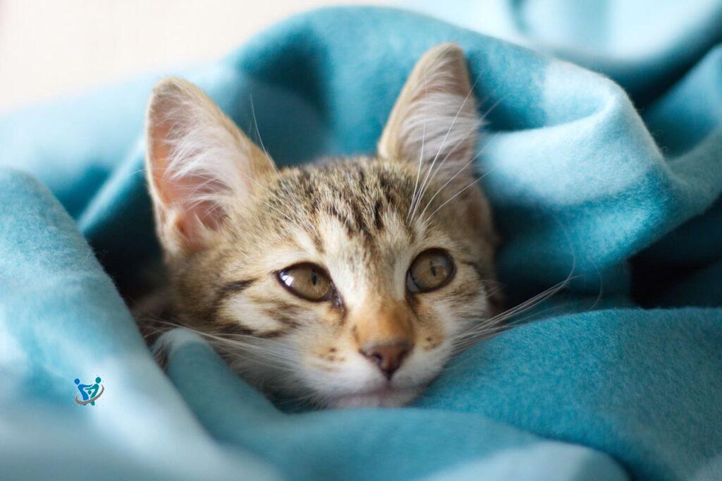 مفروشات العروسة كاملة 6 Blankets